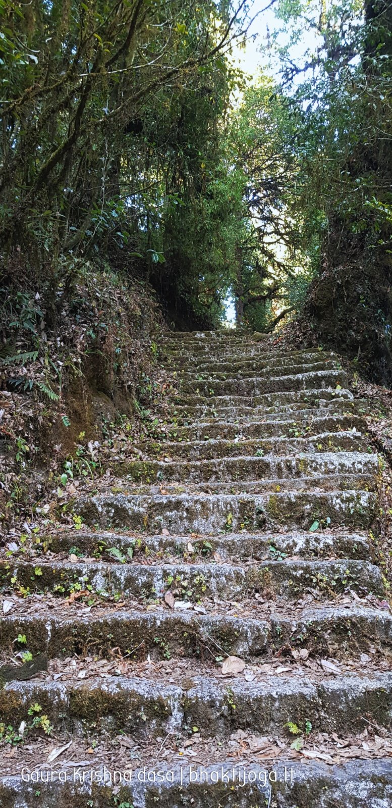  Trees. Shivapuri mountain. Kathmandu. 2019.01.15